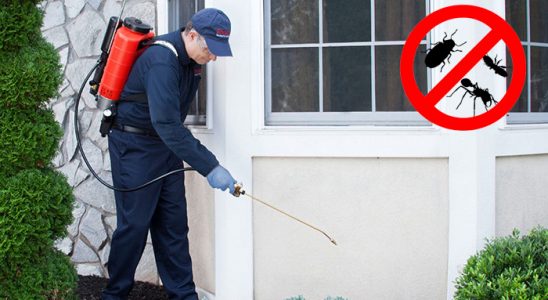 Babadağ Pire İlaçlama böcek ilaçlama ve haşere kontrolü — ilaclama-tr.com